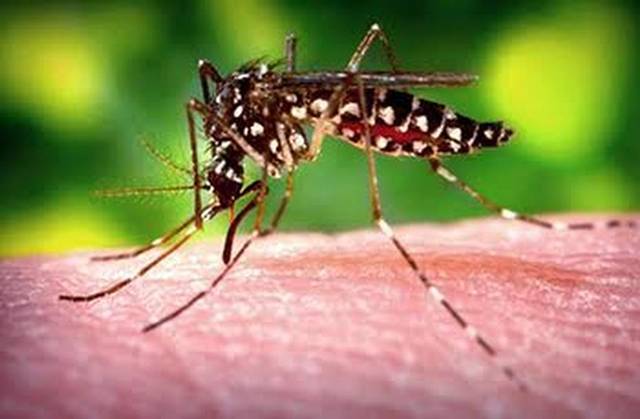 mosquito da dengue curitiba
